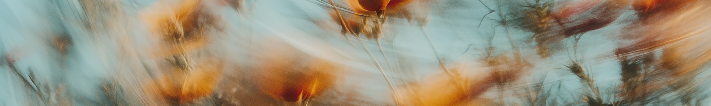 Field with solar panels and flowers. 